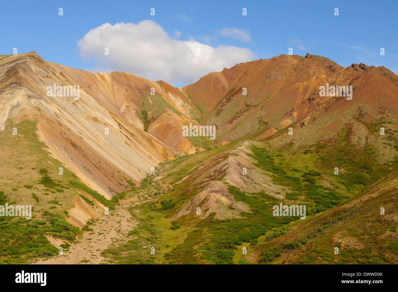 Un multi-colore hillside, il Parco Nazionale di Denali, Alaska. Foto Stock