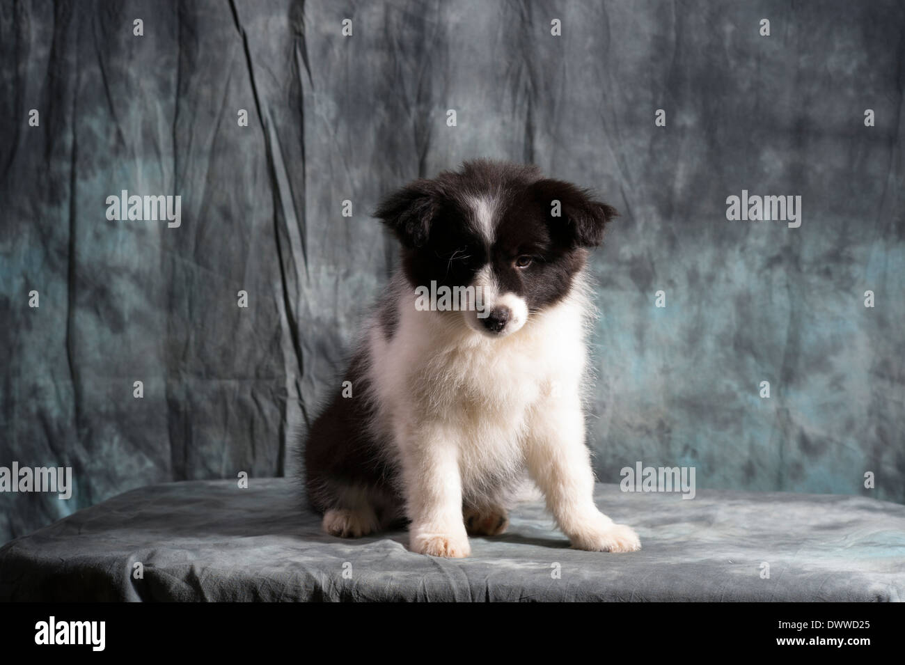 Border Collie cucciolo 11 settimane vecchio seduto in studio Foto Stock