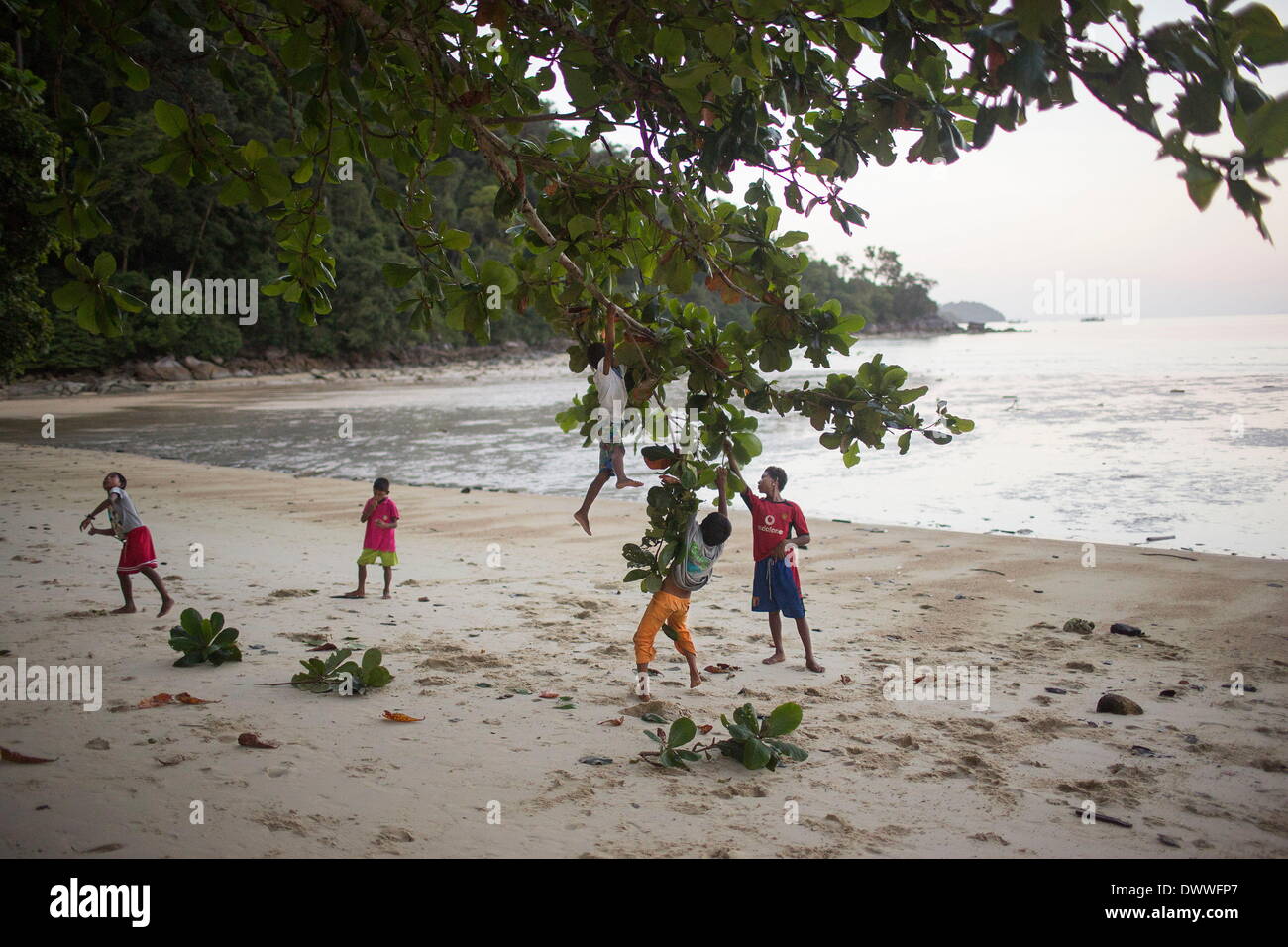 Oct 10, 2013 - Ko Surin, Thailandia - Moken bambini raccogliere frutti da un albero vicino il loro villaggio in Ko Surin National Park, Thailandia. Spesso chiamata mare nomadi o zingari del mare, il Moken sono un popolo di mare che per secoli hanno vissuto nomadically sul Mare delle Andamane. Tuttavia, grazie a un più severo controllo di frontiera, commerciale sovrasfruttamento, rapido sviluppo e turismo, il Moken sono stati progressivamente costretti ad adottare uno stile di vita stanziale. Oggi il Moken che vivono in Koh Surin National Park, uno di Thailandia più remote del gruppo di isole, sono meglio di molti dei loro parenti e sono ancora in grado di vivere una lifest Foto Stock