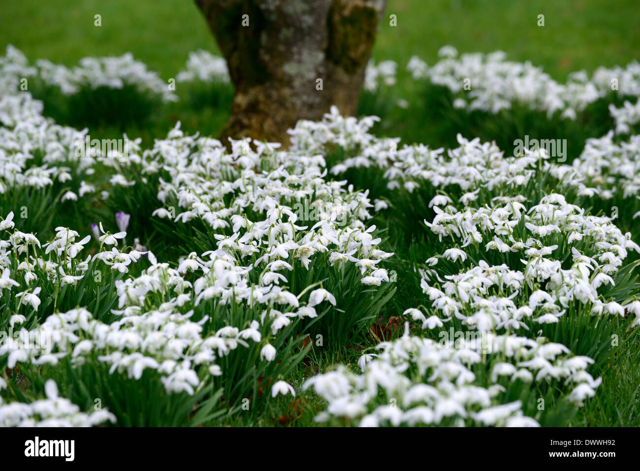 Galanthus flore pleno doppia bianca fiori contrassegni verdi bulbi da fiore snowdrops Spring grumi di fioritura Foto Stock