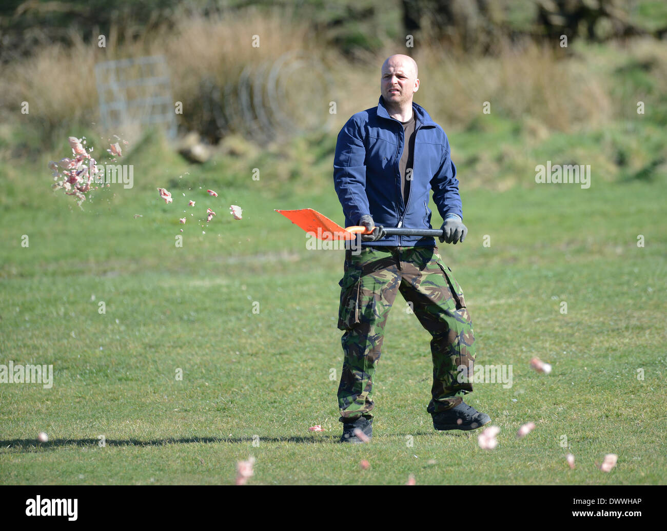 Uomo di gettare la carne per Red Kites a Gigrin Farm Centro Kite aquilone rosso stazione di alimentazione a Rhayader in Powys Wales UK Foto Stock