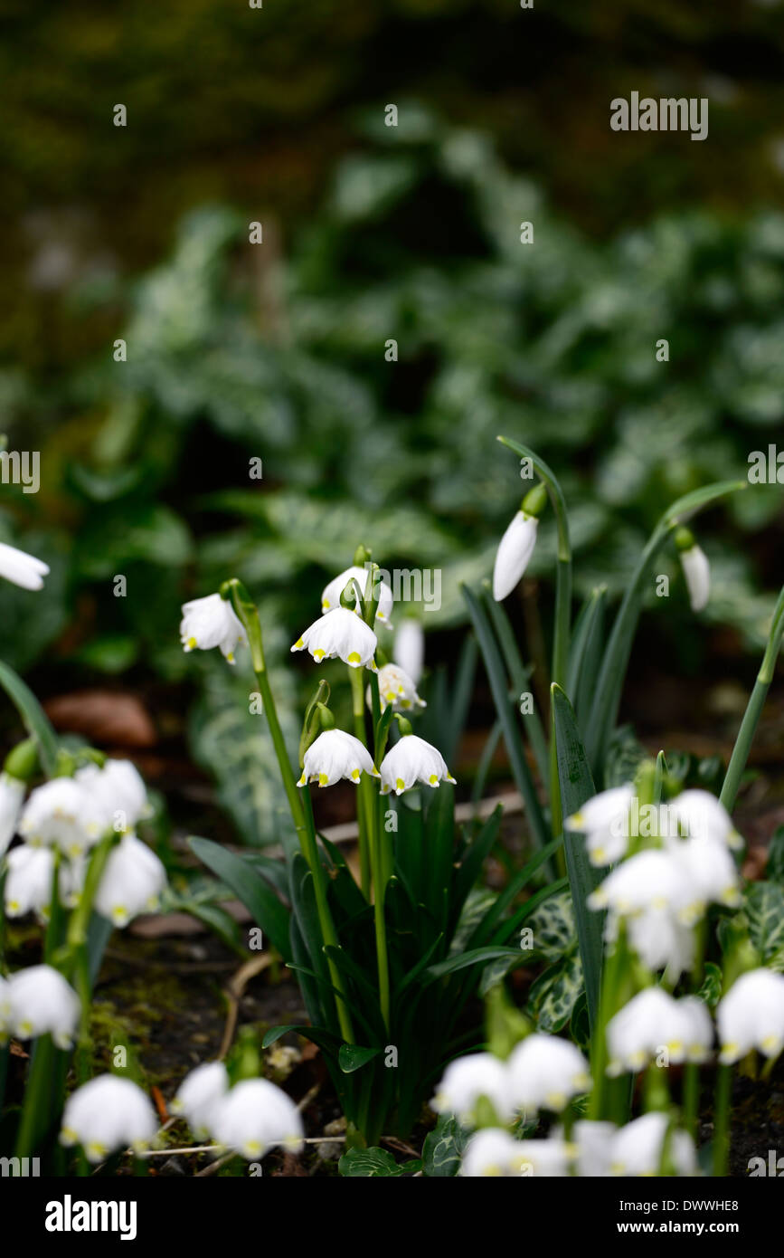 Leucojum vernum arum italicum Galanthus nivalis piantagione partner combinazione molla fiore fiori fioritura bloom fogliame Foto Stock