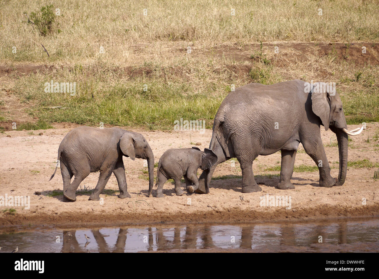 Madre dell' elefante africano che portano due giovani elefanti lungo il fiume nel Parco Nazionale di Tarangire e, Tanzania Foto Stock