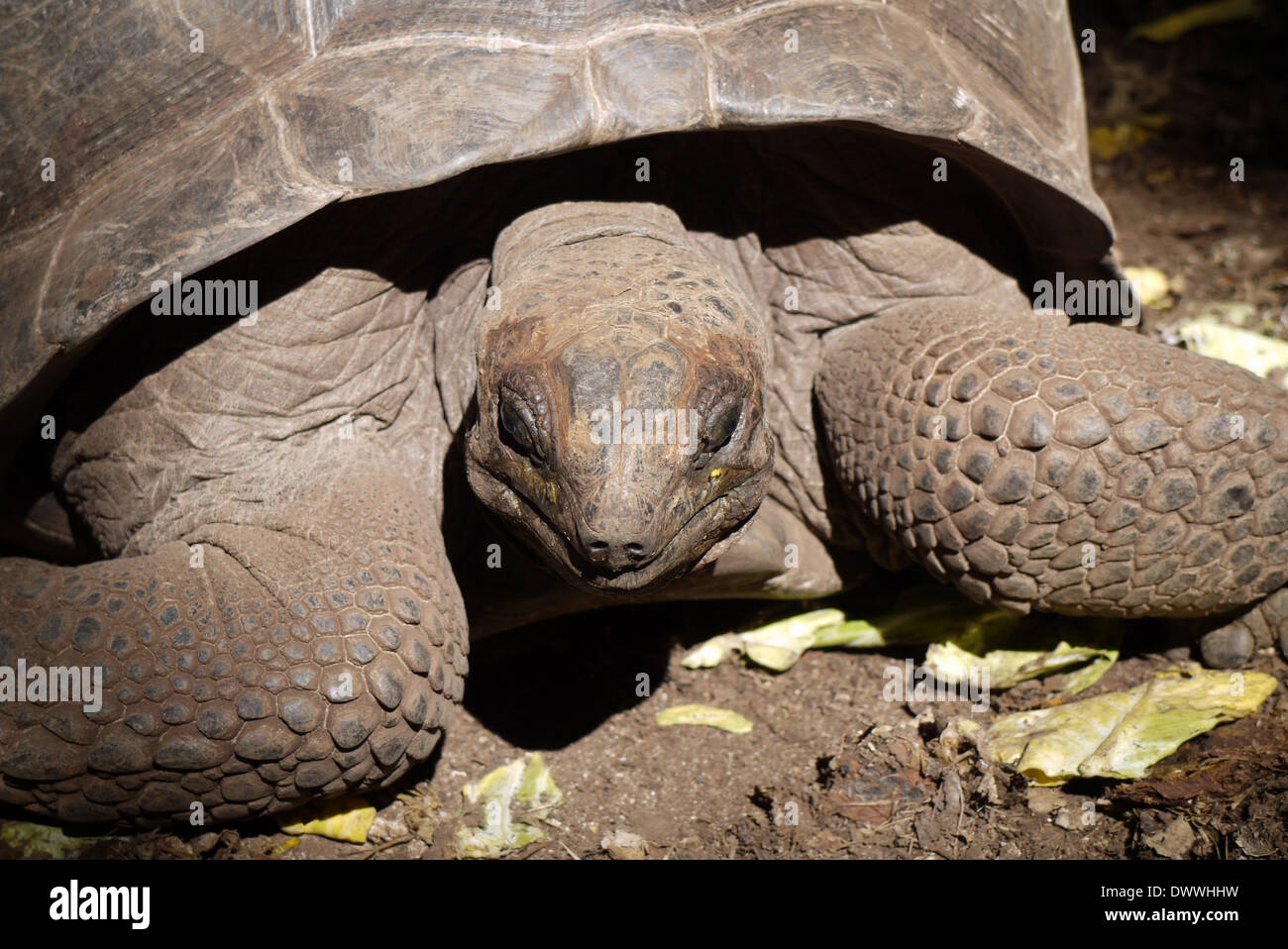 Gigantesca Tartaruga Aldabra sull isola di changuu vicino a Zanzibar, Tanzania Foto Stock