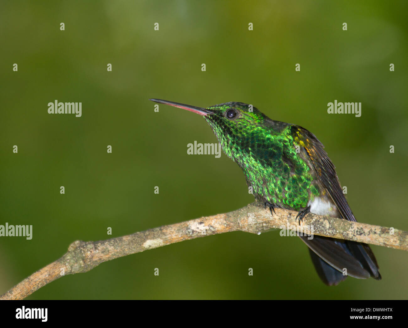 Rame-rumped hummingbird, Amazilia tobaci, sui Tobago Foto Stock