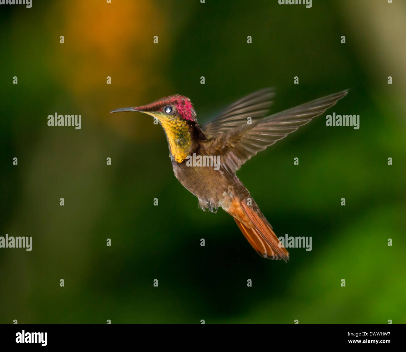 Maschio Topazio Rubino Hummingbird, Chrysolampis mosquitus, in bilico Foto Stock