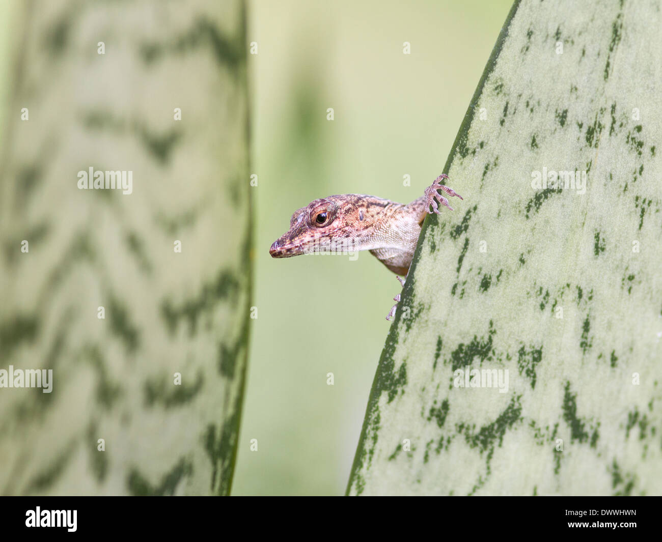 Anole Lizard, Anolis richardii, a Tobago Foto Stock
