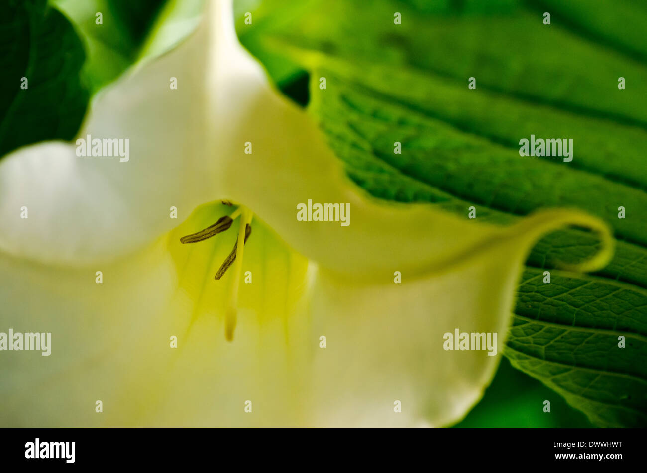 Vista dettagliata del fiore bianco che mostra stami Foto Stock
