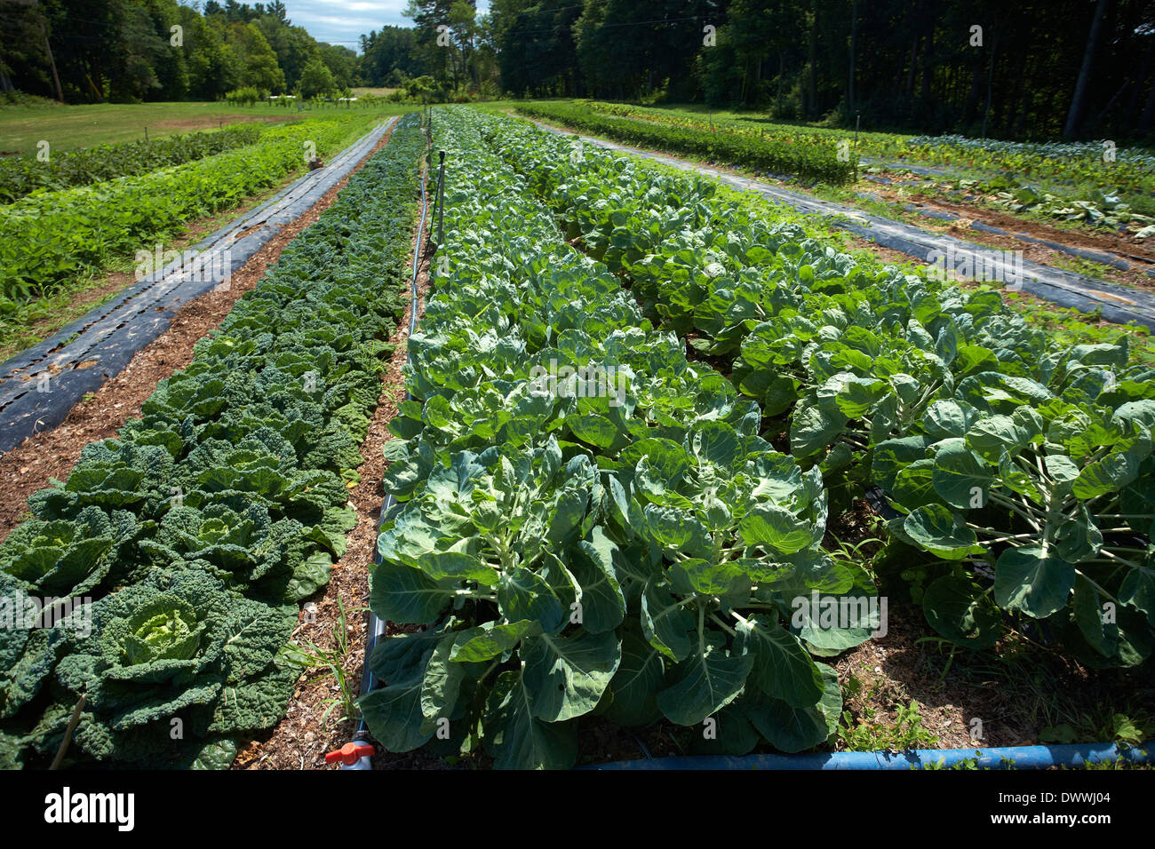 Fattoria di vegetali di righe Foto Stock