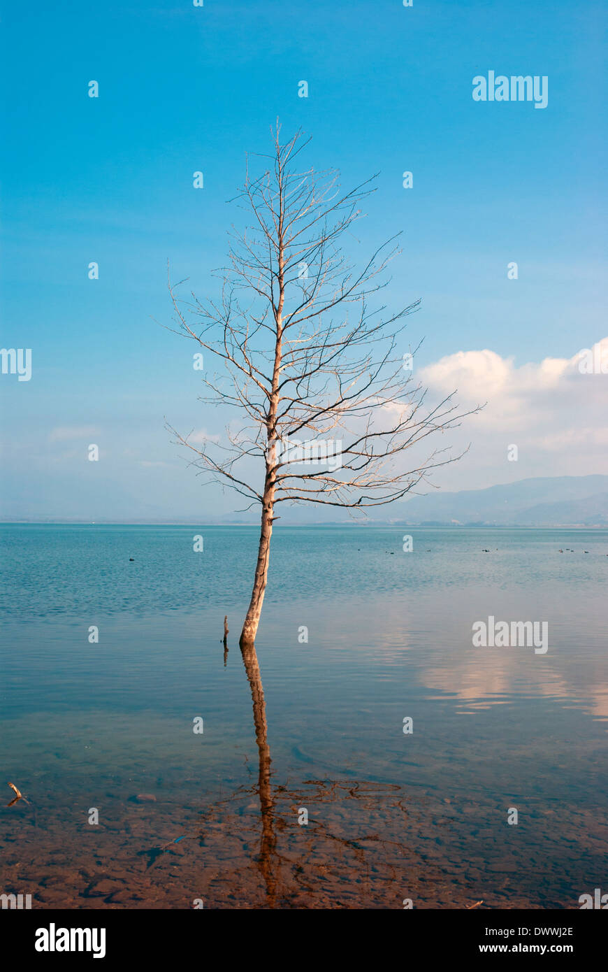 Unico albero che cresce nella torbiera del Lago alla foschia mattutina Foto Stock