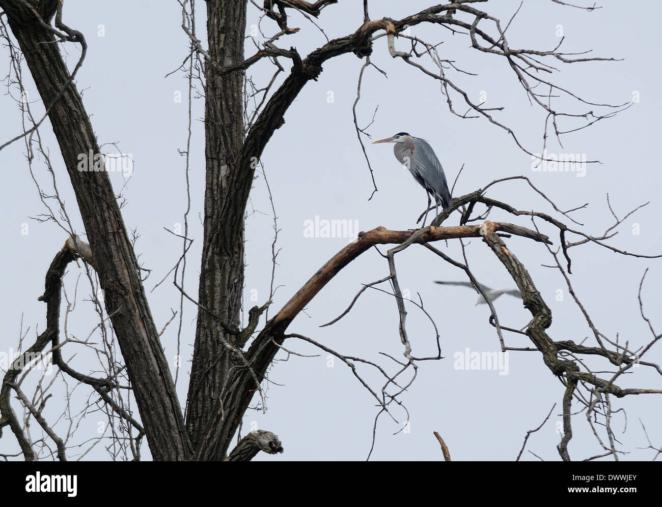 Grande Blur Heron arroccato nella struttura ad albero deadwood. Ardea erodiade Foto Stock