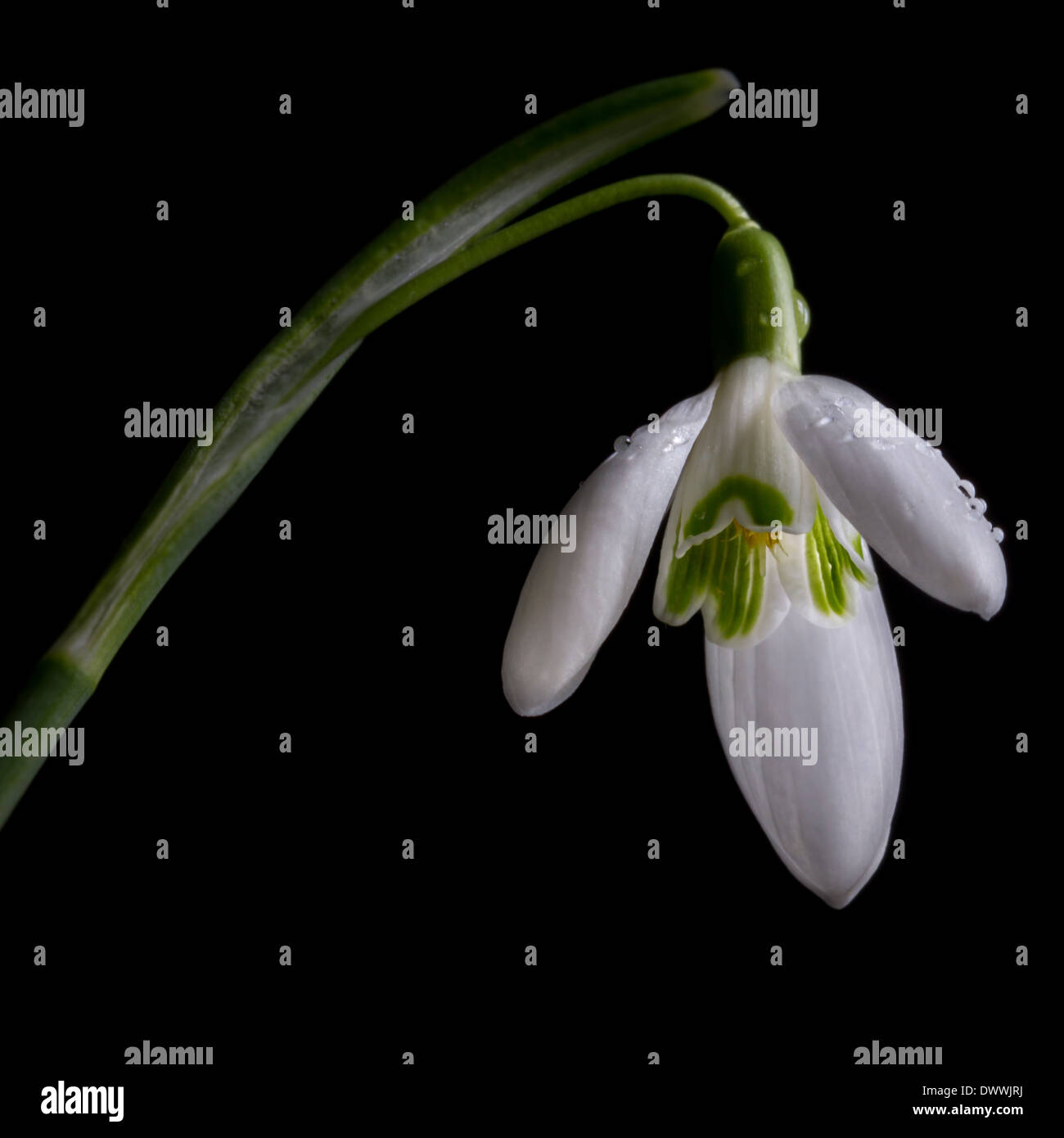 Rugiadoso snowdrop isolato su nero Foto Stock