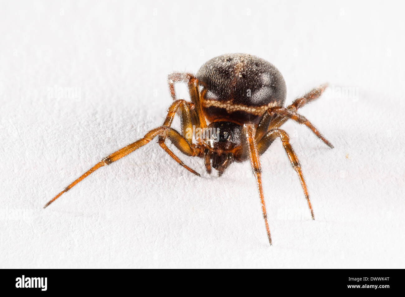 Comune vedova false, aka rabbit hutch spider (Steatoda bipunctata), femmina adulta fotografati contro uno sfondo bianco Foto Stock