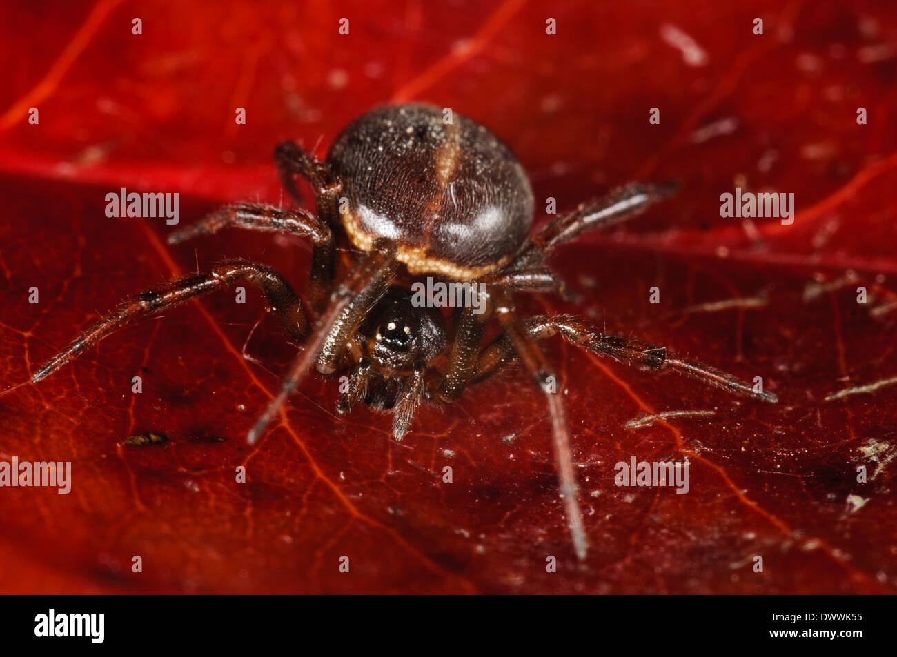 Comune vedova false, aka rabbit hutch spider (Steatoda bipunctata), femmina adulta seduta su una foglia rossa in Thirsk Foto Stock
