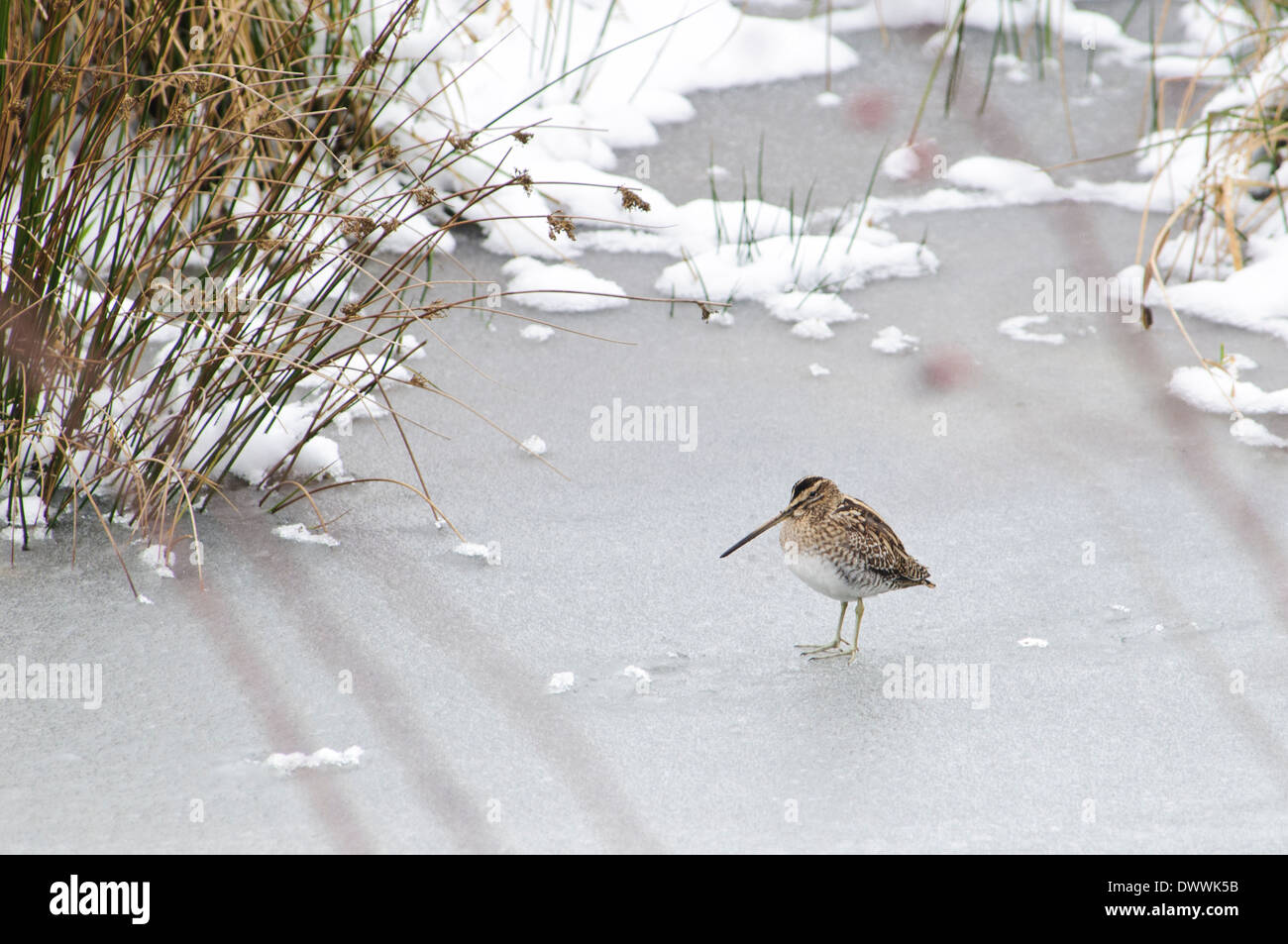 Beccaccino (Gallinago gallinago) in piedi su un lago ghiacciato a RSPB vecchio Moor, South Yorkshire. Gennaio. Foto Stock