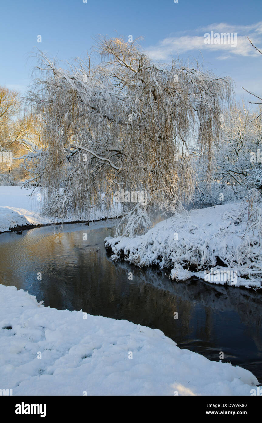 Una neve-drappeggiato salice piangente tree (Salix x sepulcralis) sulle rive del Cod Beck come fluisce attraverso Thirsk, North Yorkshire. Foto Stock