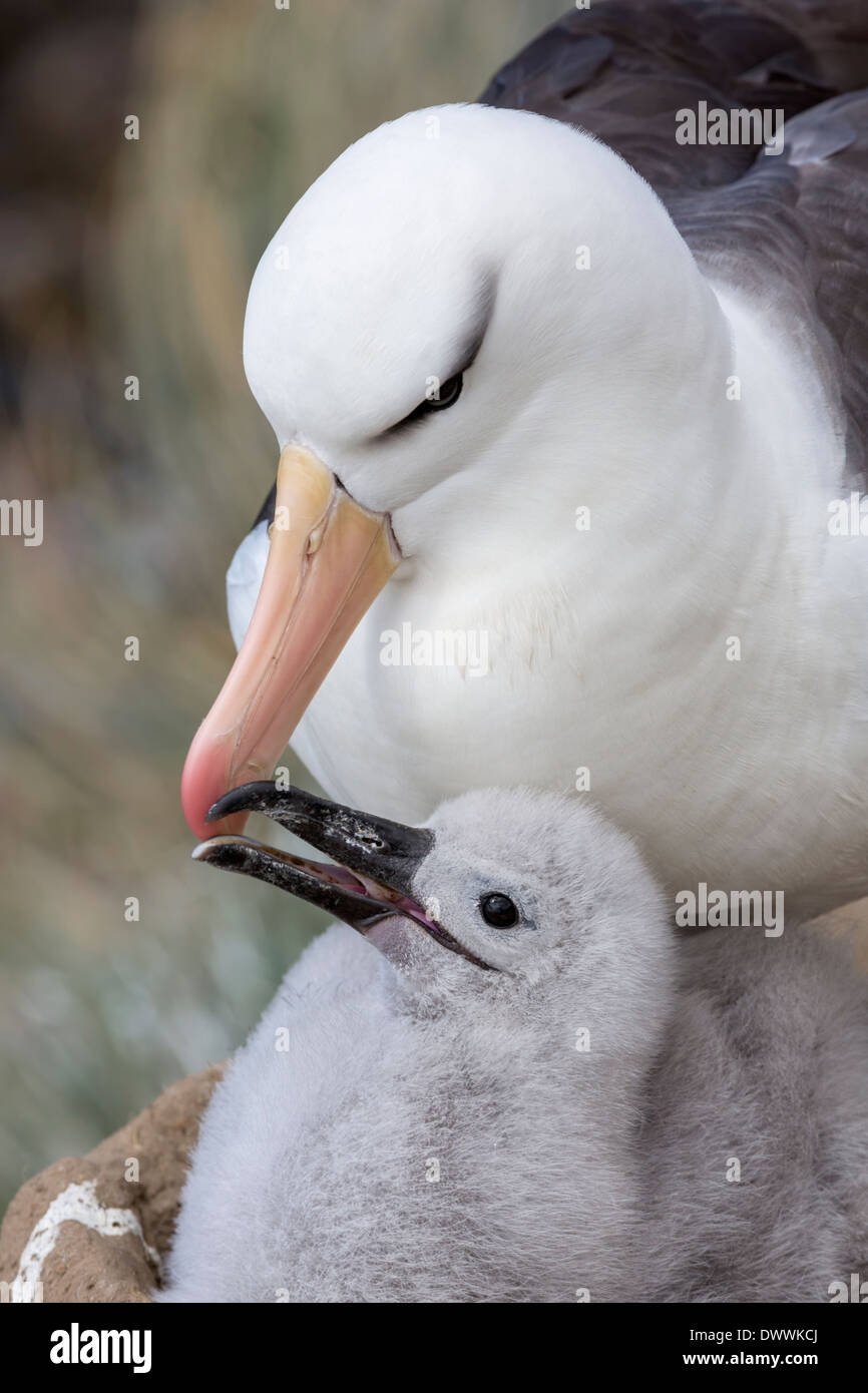 Nero browed Albatross con adulti giovani pulcino su nest Foto Stock