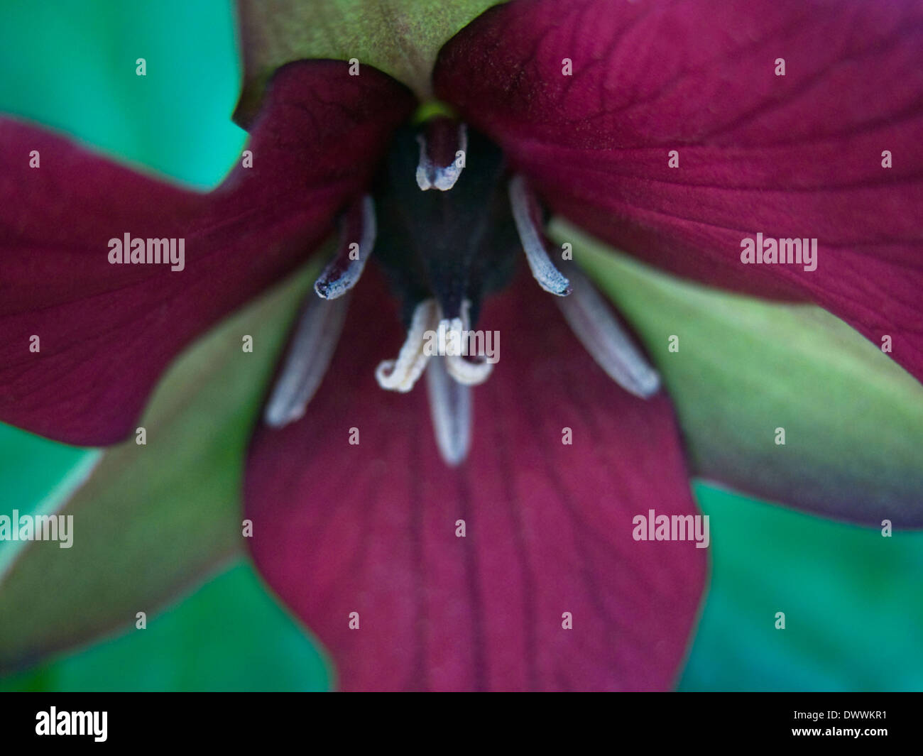 Trillium erectum in primavera. Foto Stock