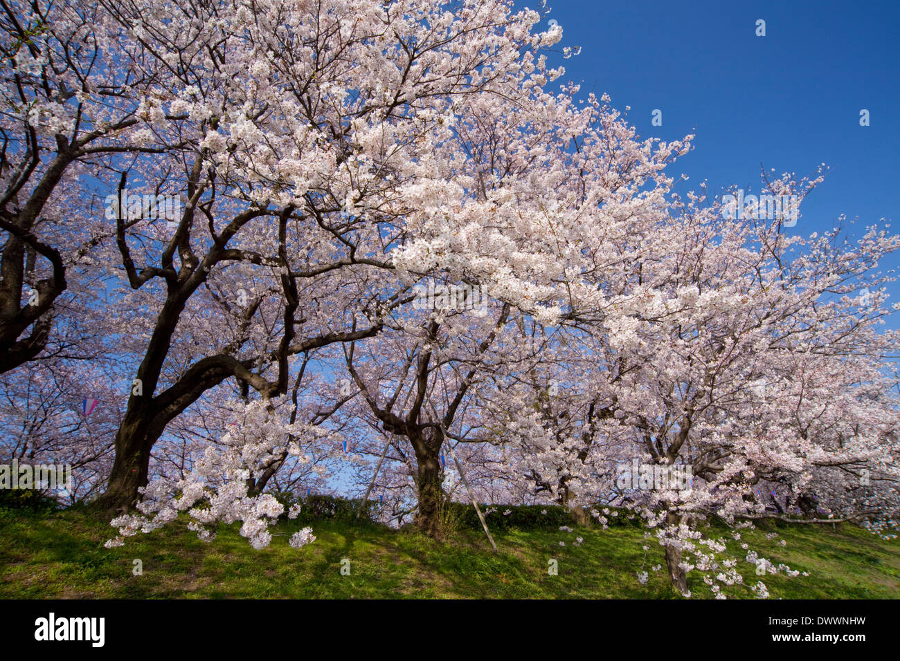 Fiori di Ciliegio, nella prefettura di Saitama, Giappone Foto Stock