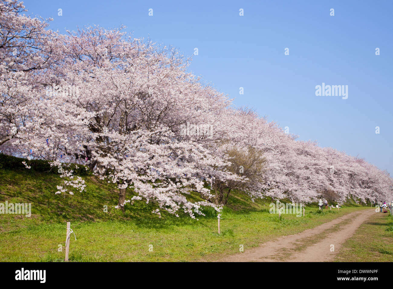 Fiori di Ciliegio, nella prefettura di Saitama, Giappone Foto Stock
