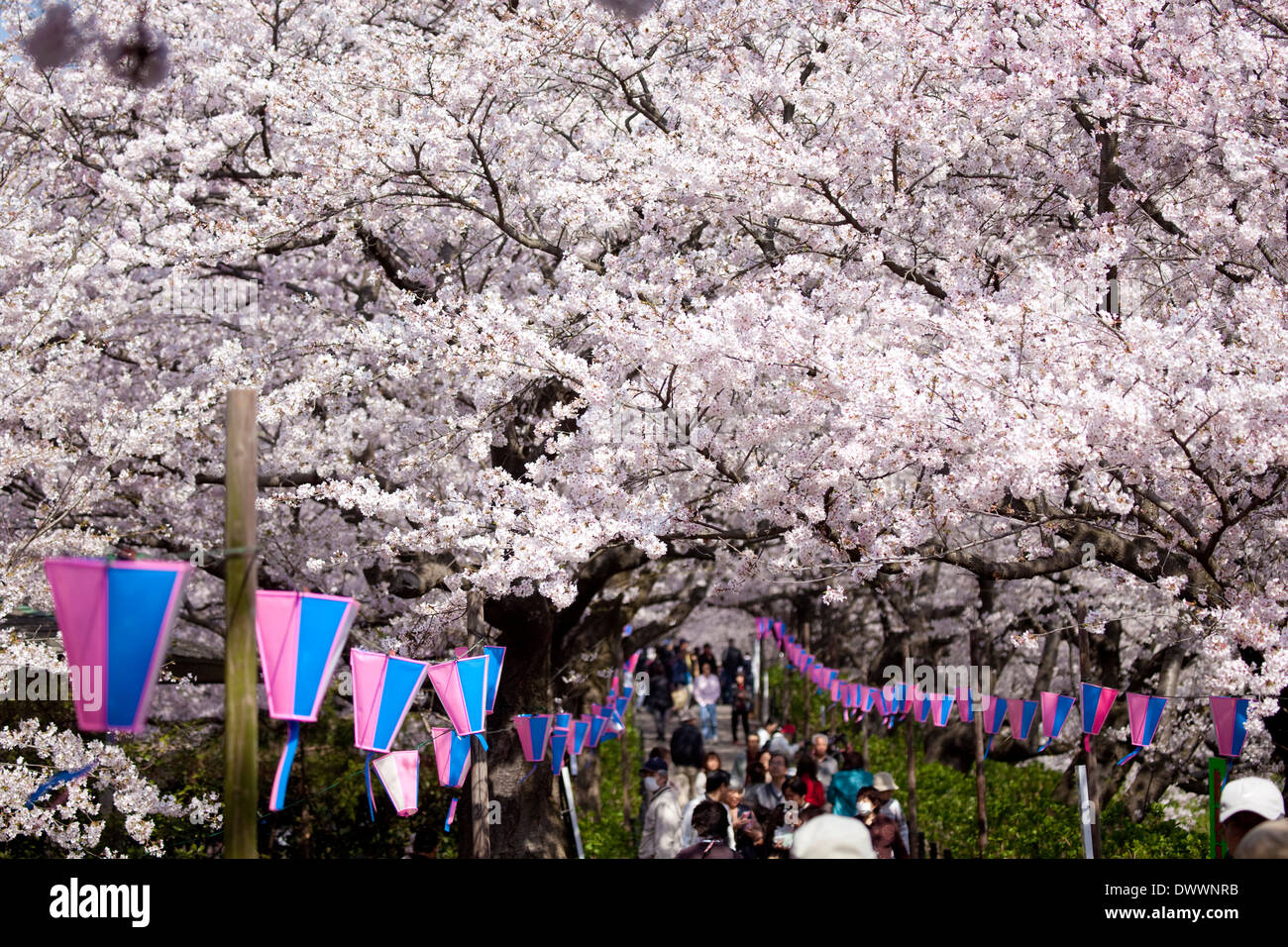 Fiori di Ciliegio, nella prefettura di Saitama, Giappone Foto Stock