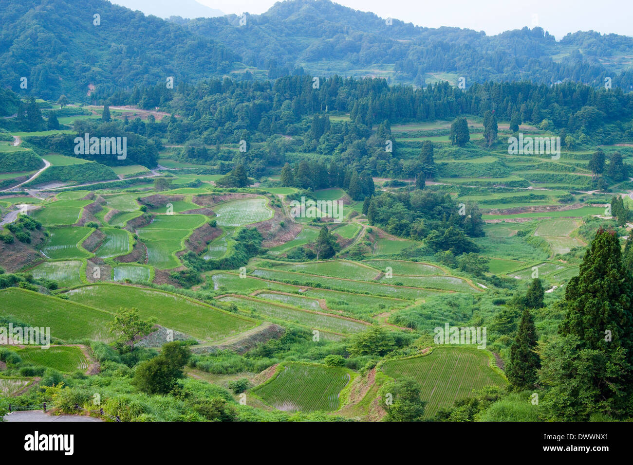 Risaie nell altopiano di Shiga, Prefettura di Nagano, Giappone Foto Stock