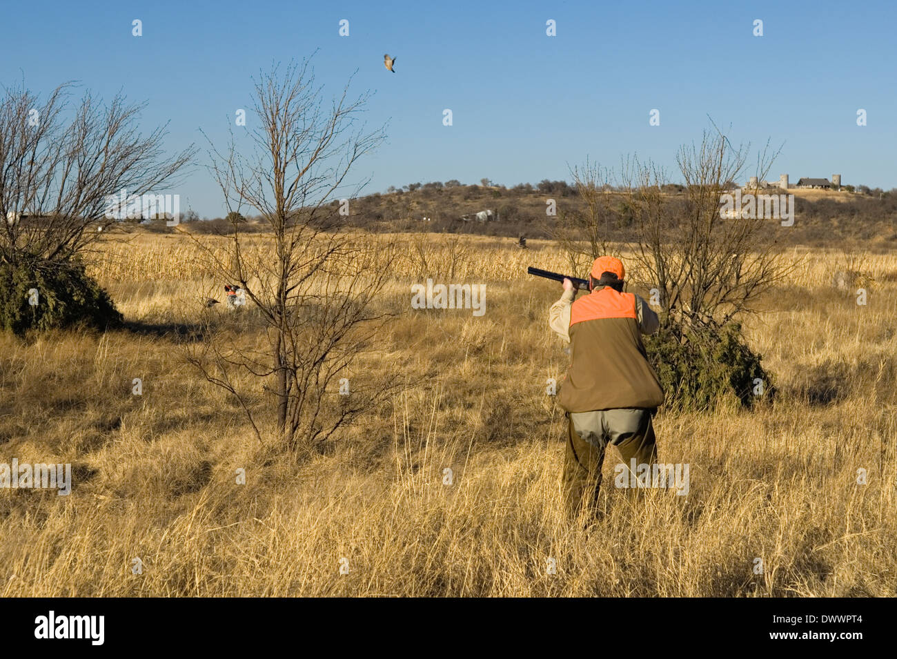 Upland Bird Hunter riprese al di sopra e al di sotto di un fucile a Graystone castello vicino Mingus Texas Foto Stock