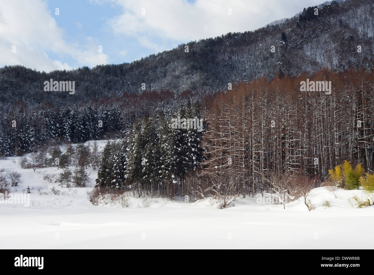 Paesaggio invernale, Fukushima Prefettura, Giappone Foto Stock