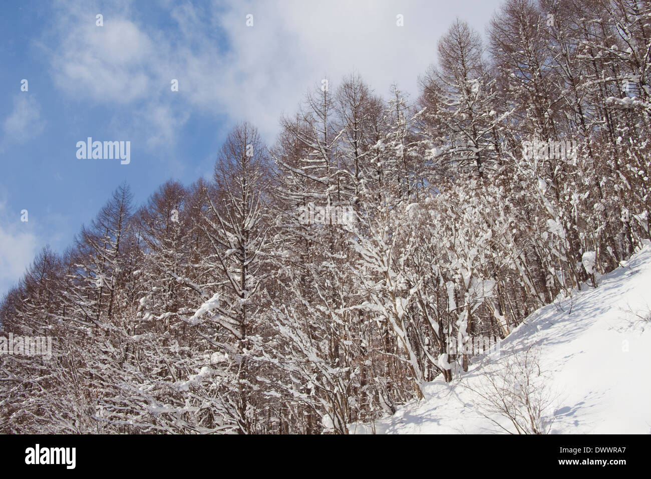 Paesaggio invernale, Fukushima Prefettura, Giappone Foto Stock