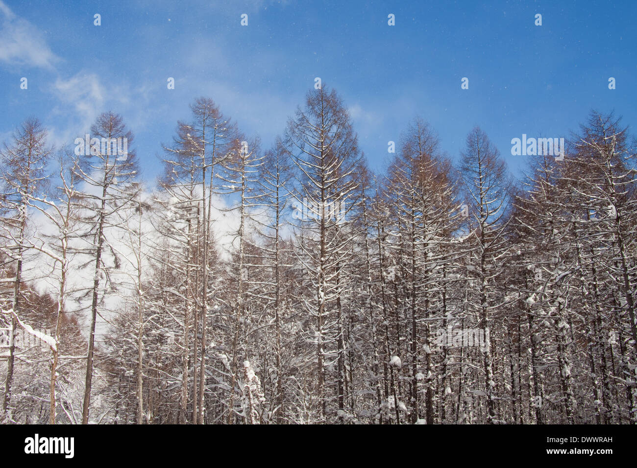 Paesaggio invernale, Fukushima Prefettura, Giappone Foto Stock