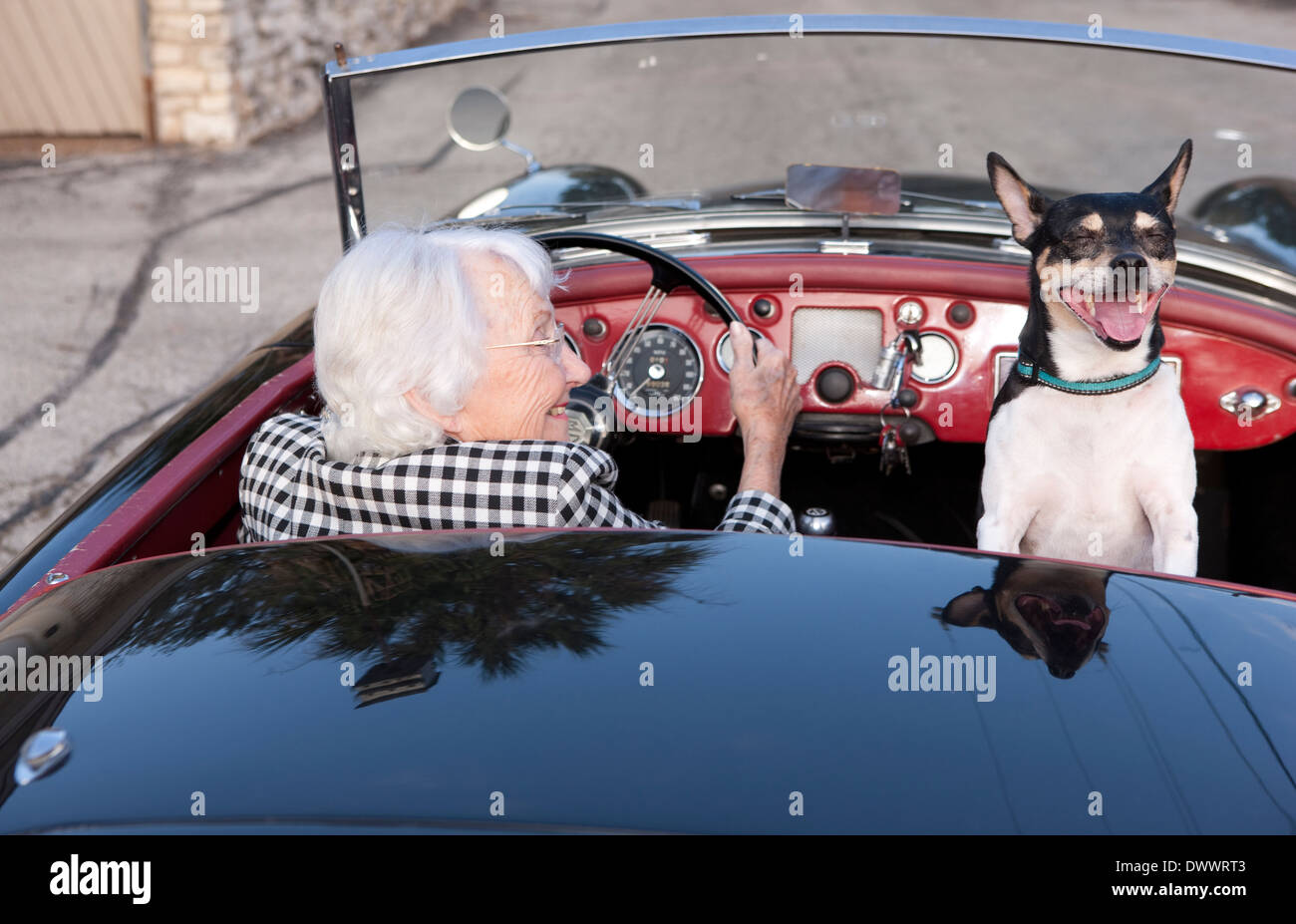 Donna anziana dietro al volante della vettura sportiva con il cane nel sedile del passeggero Foto Stock