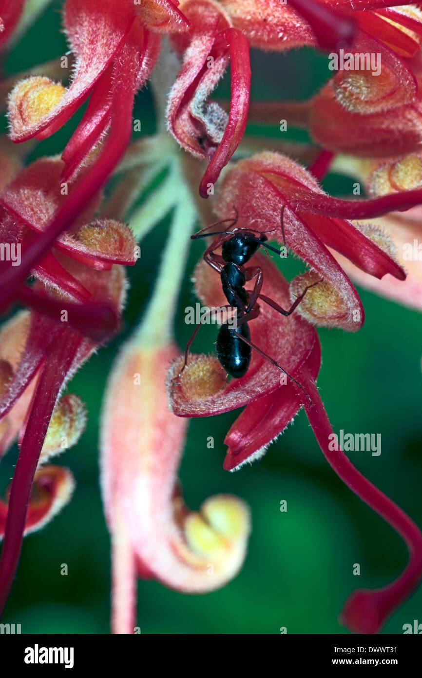 Close-up di zucchero nastrati Ant salendo lo stigma di un fiore di Grevillea- Camponotus consobrinus - Famiglia Formicidae Foto Stock