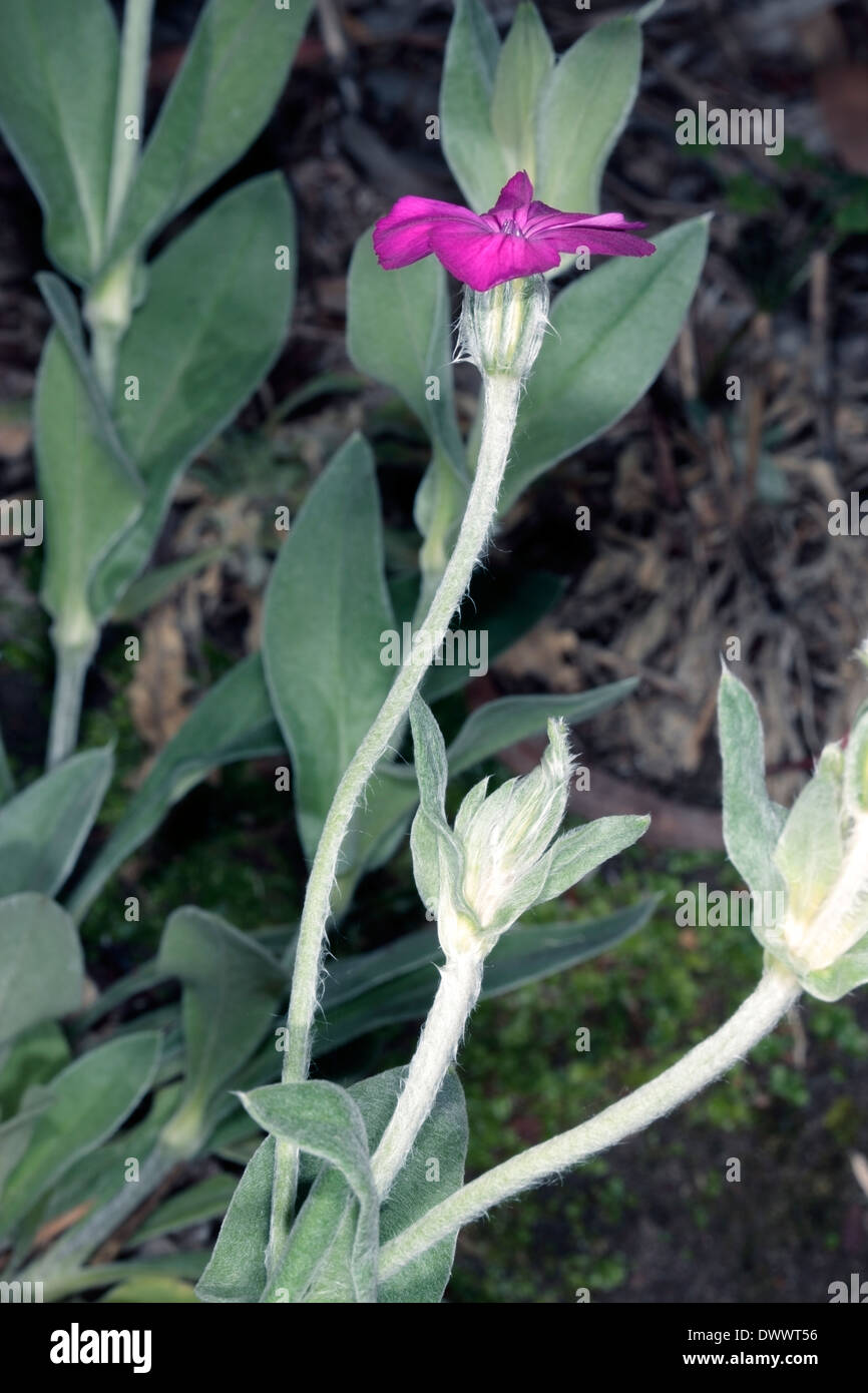 Rose Campion/ Crown rosa / Mullein rosa / Miller polveroso del blumo che mostra i dettagli della struttura floreale - Lychnis coronaria Foto Stock