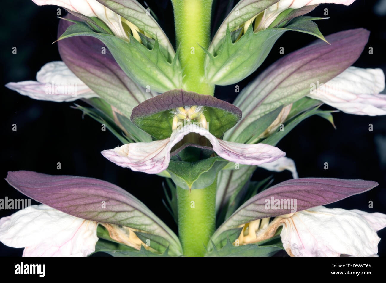 Fiore dettagliata structuee spinoso di Orso calzoncini di fiori e foglie di spine- spinosus acanto - Famiglia Acanthaceae Foto Stock