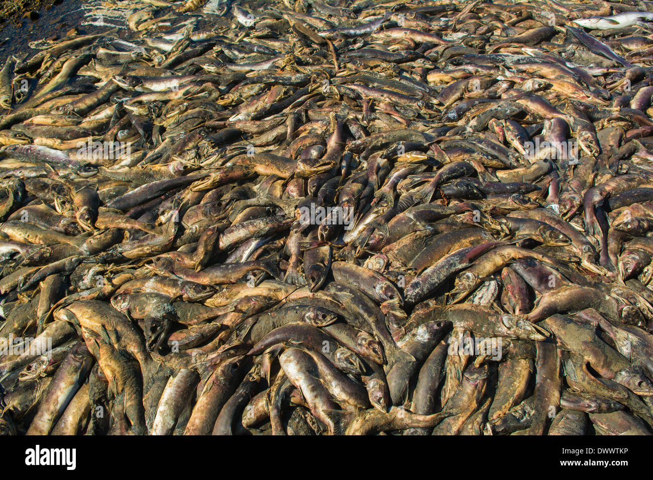 La deposizione delle uova di salmone, Sitka, Alaska Foto Stock