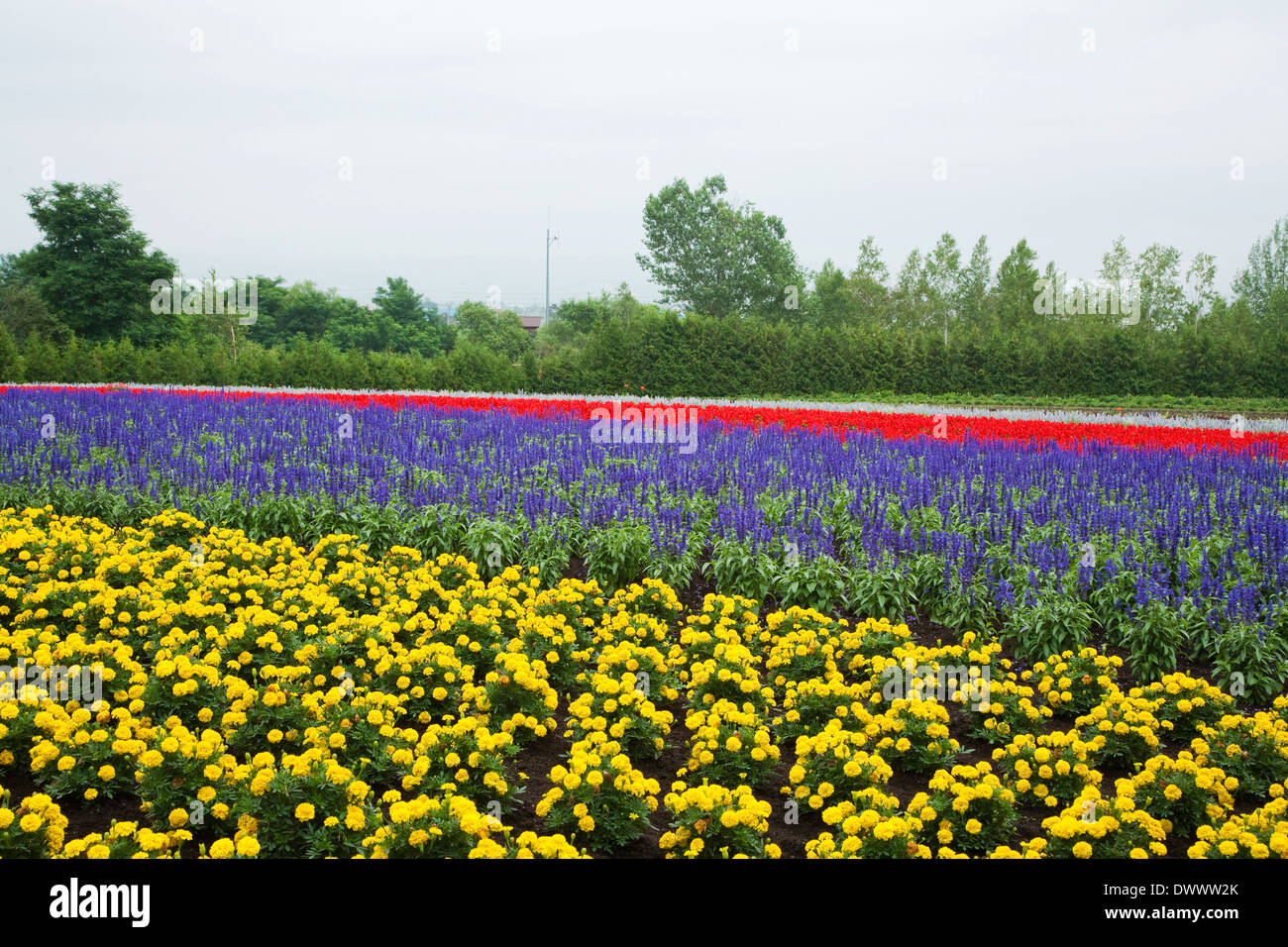 Campo dei Fiori di Farm Tomita, Hokkaido, Giappone Foto Stock