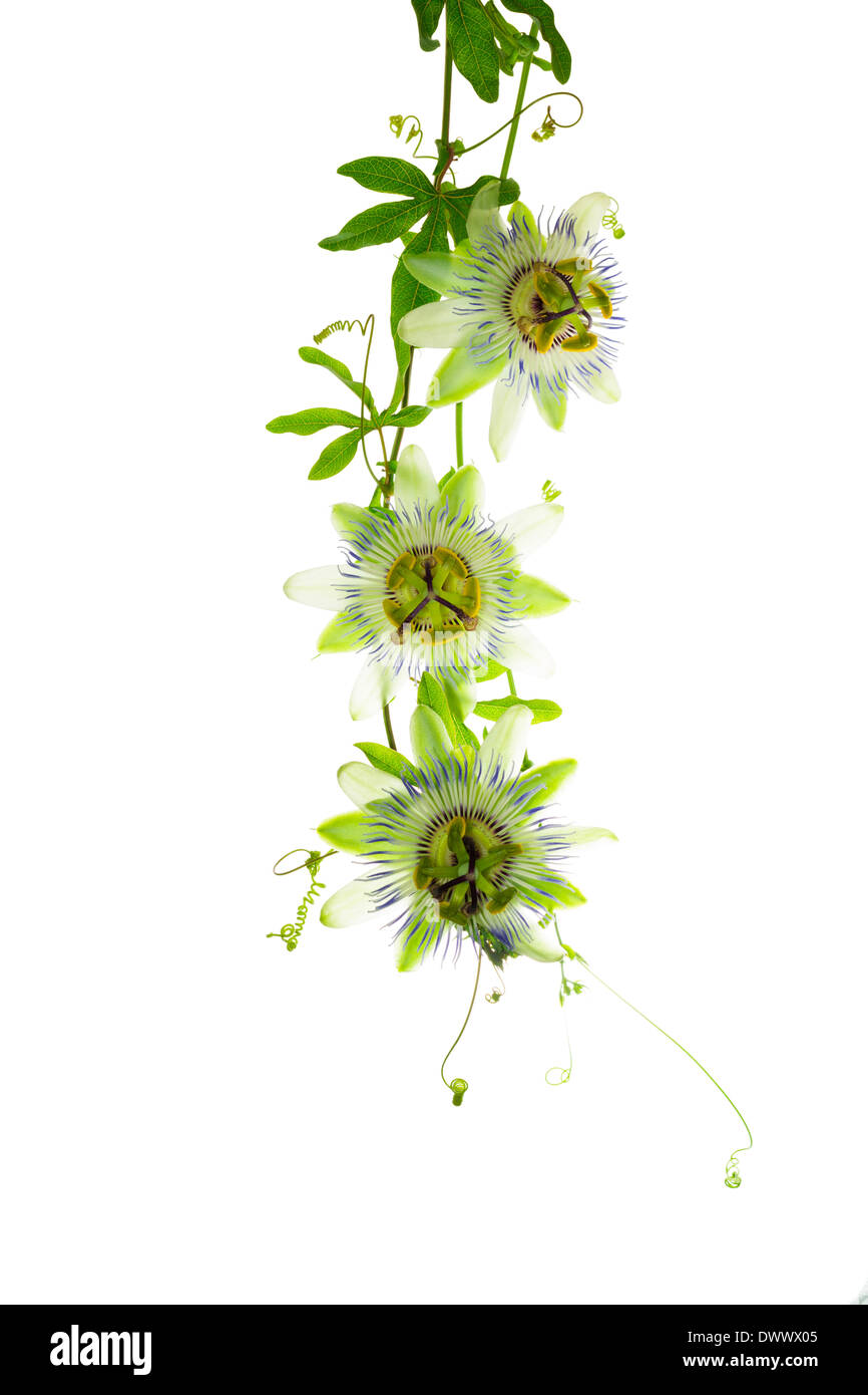 Fioritura di ramo freschi di fiori di passiflora con bud e Viticcio è isolato su sfondo bianco Foto Stock