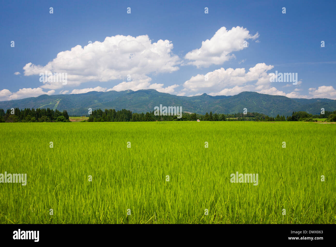 Campo di riso, Niigata, Giappone Foto Stock
