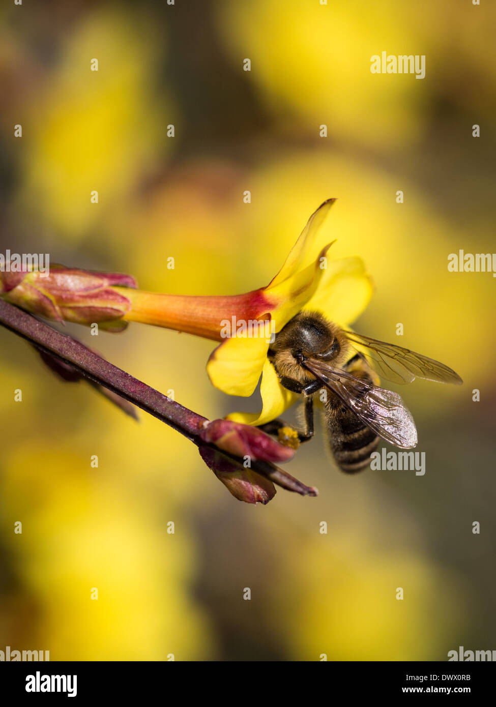 Ape su un fiore di forsitia in primavera in Georgia, nel Caucaso. Foto Stock