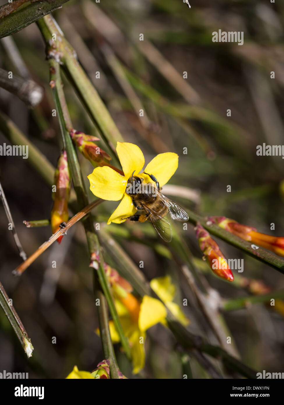 Ape su un fiore di forsitia in primavera in Georgia, nel Caucaso. Foto Stock