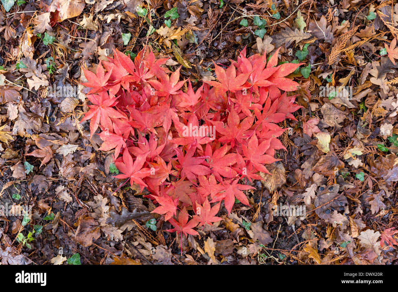 Forma di cuore fatta di rosso le foglie di autunno Foto Stock