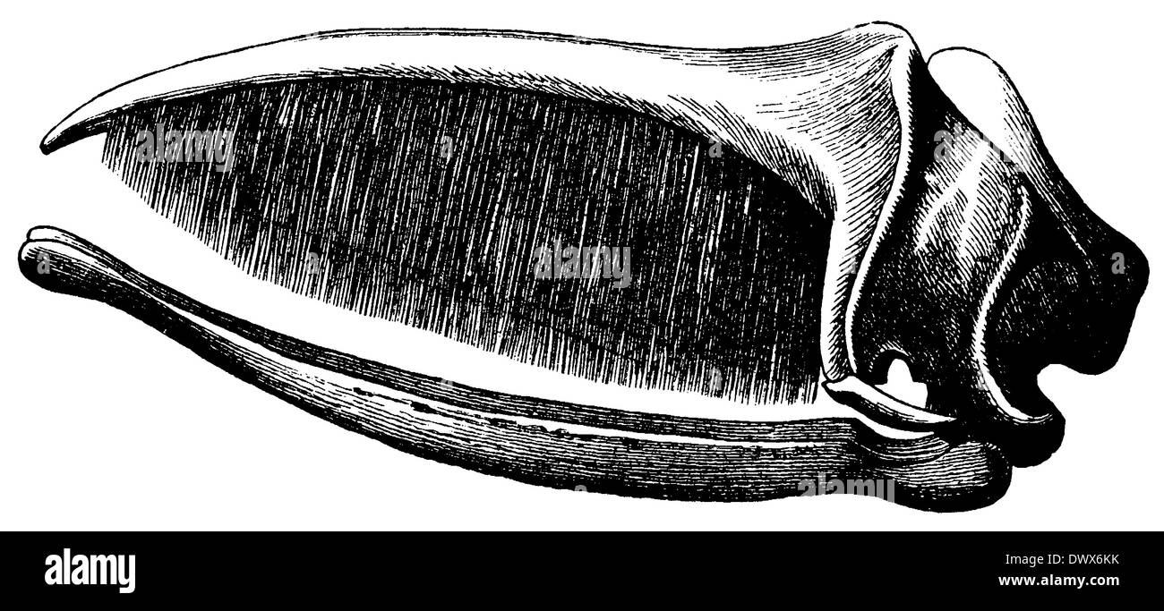 Bowhead whale cranio Foto Stock