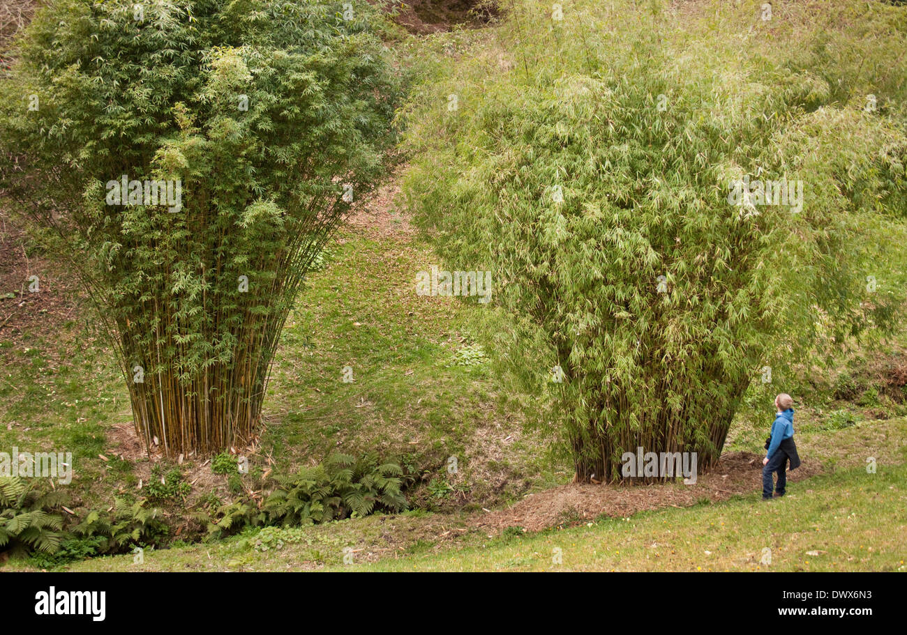 Bambino e le gigantesche piante di bambù, Inghilterra Foto Stock
