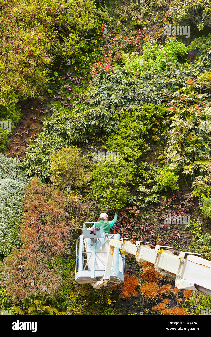 Giardiniere la rifilatura del giardino verticale a Caixaforum centro culturale. Madrid. Spagna Foto Stock
