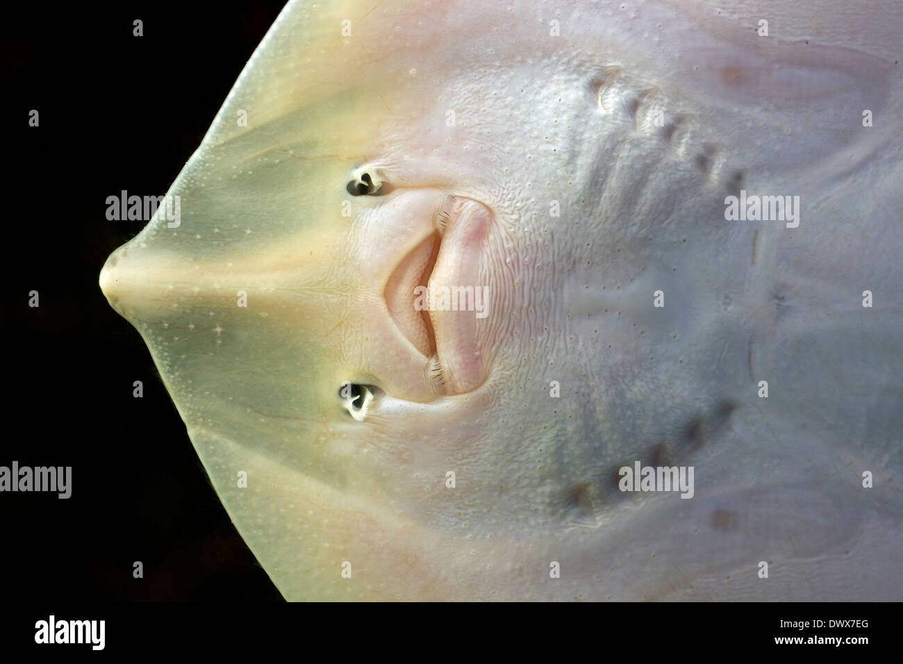 Thornback ray / thornback skate (Raja clavata) fino in prossimità del lato inferiore che mostra la bocca Foto Stock