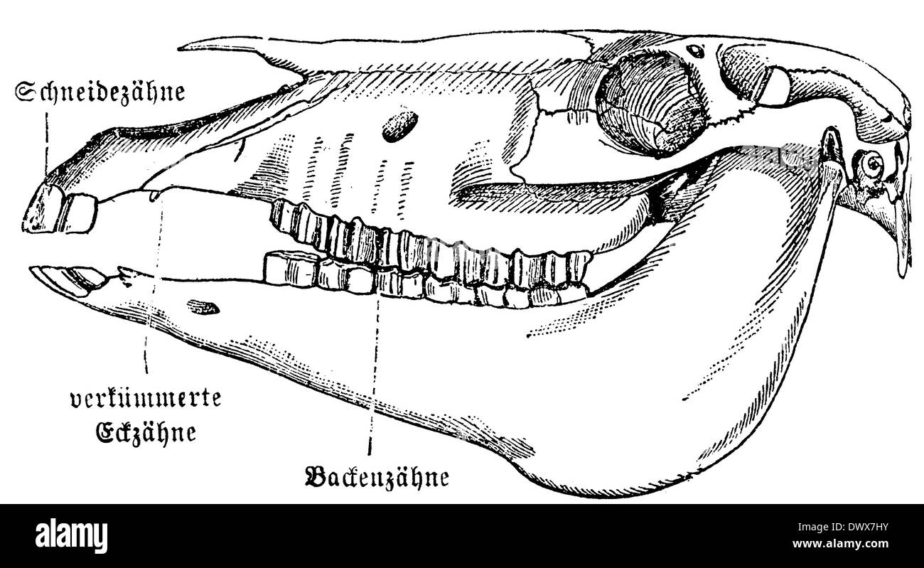 Cranio del cavallo Foto Stock