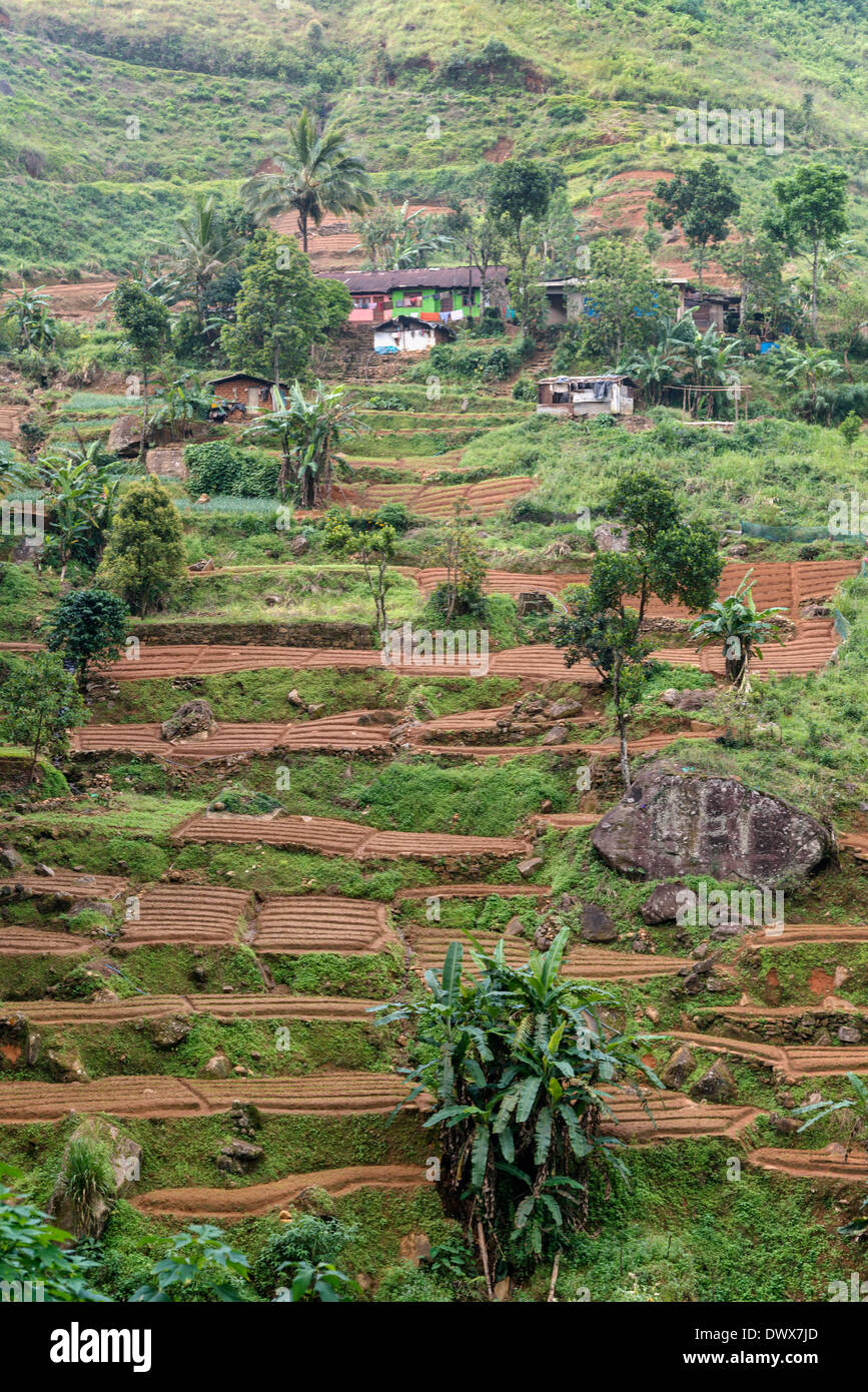 Risaie in Nuwara Eliya Sri Lanka Foto Stock