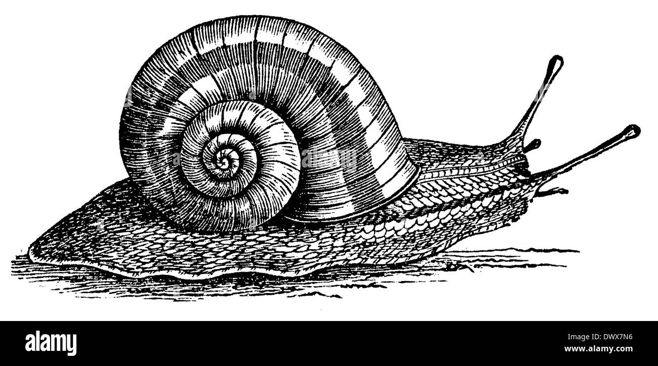 Lumache commestibili, ampio giardino va a passo di lumaca Foto Stock Lumache commestibili, ampio giardino va a passo di lumaca Foto Stock