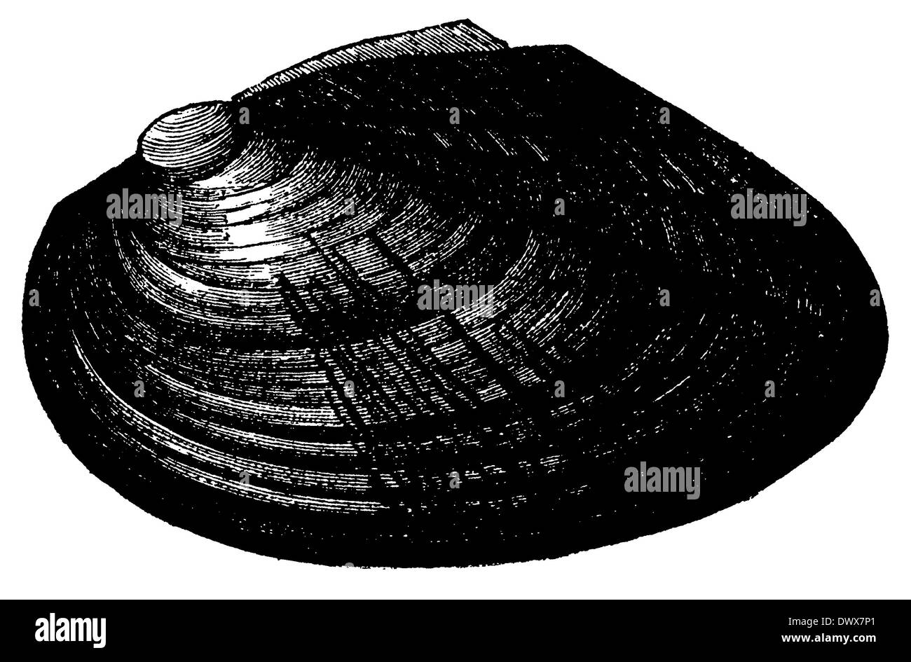 Comune barnacle oca Foto Stock