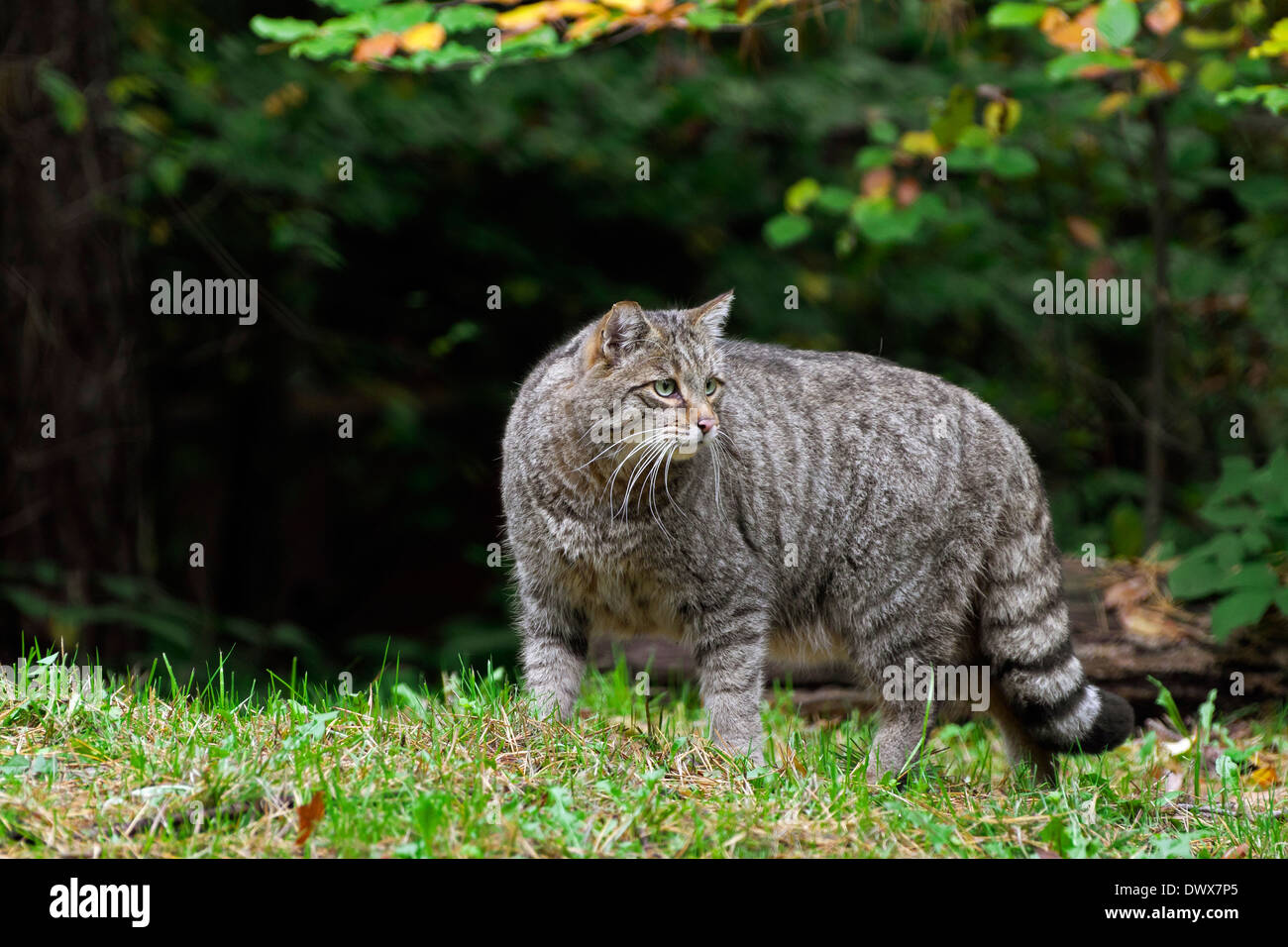 Gatto selvatico europeo (Felis silvestris silvestris) nella foresta Foto Stock